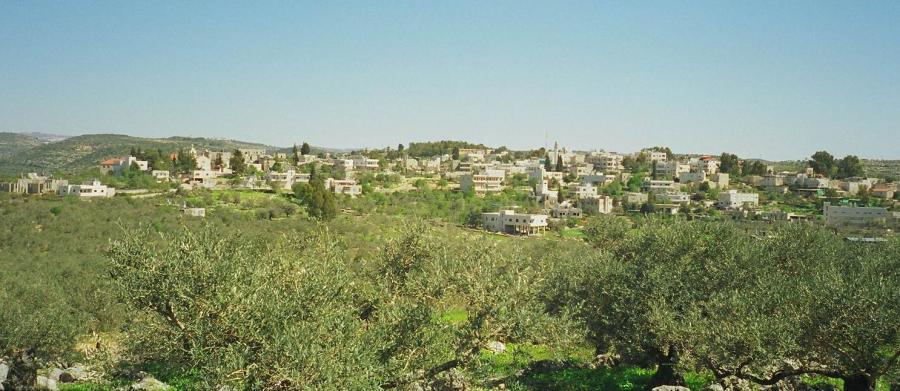 Olive Grove