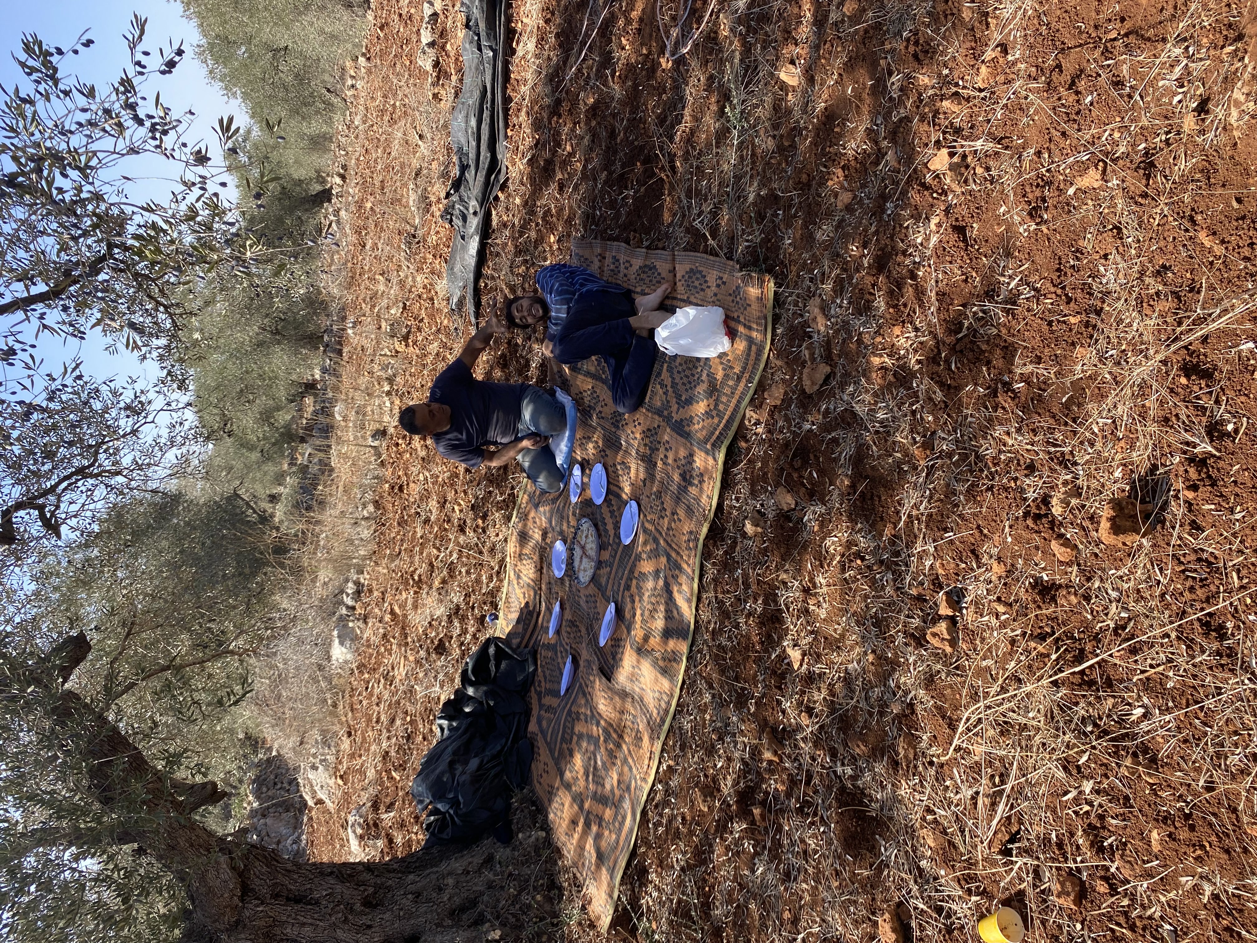 Olive Farmers Relaxing